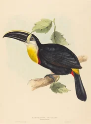 Kyssande Tukan kysser Ramphastos. Skapare: John Gould, Elizabeth Gould.