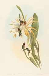 Calothorax heliodori. Skapare: John Gould, Henry Constantine Richter.