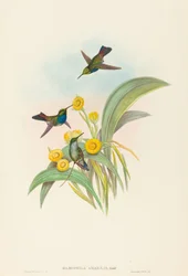 Damophila amabilis Blåbröst kolibri. Skapare: John Gould, Henry Constantine Richter.