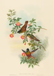 Helianthea eos Golden Star-frontlet. Skapare: John Gould, Henry Constantine Richter.