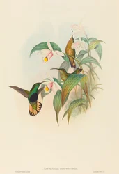 Lafresnaya flavicaudata Buff-tailed sammet-bröst. Skapare: John Gould, Henry Constantine Richter.