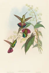Lampornis prevosti. Skapare: John Gould, Henry Constantine Richter.