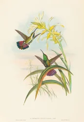 Lampornis veraguensis Veraguan Mango. Skapare: John Gould, Henry Constantine Richter.