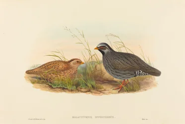 Malacoturnix superciliosus bergsvaktel. Skapare: John Gould, Henry Constantine Richter.