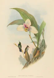 Myiabeillia typica Abeilles kolibri. Skapare: John Gould, Henry Constantine Richter.