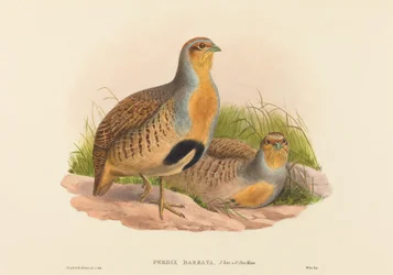 Perdix barbata Daurian Partridge. Skapare: John Gould, Henry Constantine Richter.