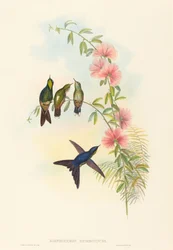 Ramphomicron microrhyncha Smånäbbad taggnäbb. Skapare: John Gould, Henry Constantine Richter.