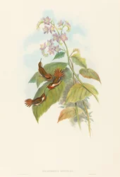 Selashorus scintilla Scintillant Hummingbird. Skapare: John Gould, Henry Constantine Richter.