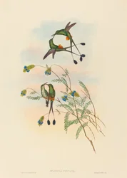 Spathura peruana, peruansk racketstjärt. Upphovsmän: John Gould, Henry Constantine Richter.