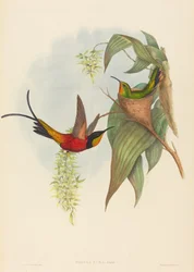 Topaza pyra Fairy Topaz. Skapare: John Gould, Henry Constantine Richter.