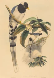 Urocissa cucullata, troligen 18501883. Skapare: John Gould, Henry Constantine Richter.