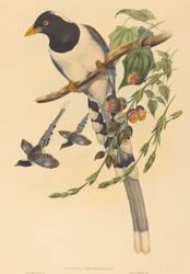 Urocissa magnirostris, troligen 18501883. Skapare: John Gould, Henry Constantine Richter.