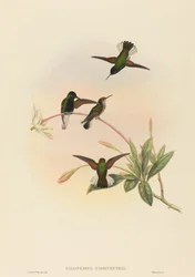 Callipharus nigriventris, svartbukig kolibri