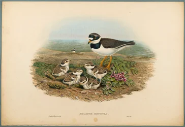 Aegialitis Hiaticula - Plöver (färg litho på vävt papper)