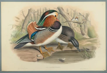 Aix Galericulata: Duck (färg litho på vävt papper)