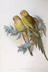 Alexandras papegoja (Polytelis alexandrae), Gravyr av John Gould
