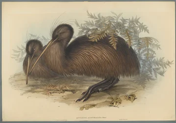 Apteryx Australis (färg litho på vävt papper)