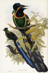 Astrapisk artefakt