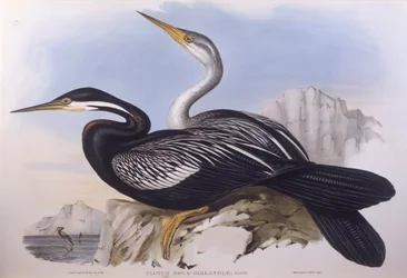 Australisk darter (Anhinga novaehollandiae), Gravyr av John Gould