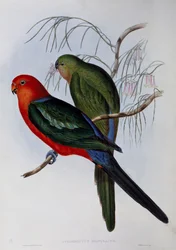Australisk kung papegoja (Alisterus scapularis), gravyr av John Gould (1804-1881) och Henry Constantine Richter (1821-1902). Storbritannien
