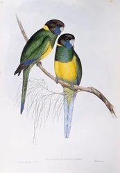 Australisk ringhals (Barnardius eller Platycercus zonarius), gravyr av John Gould