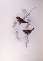Vacker eldstjärt (Stagonopleura bella), gravyr av John Gould