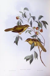 Bell miner (Manorina melanophrys), Gravyr av John Gould