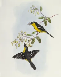 Svartbröstad brednäbb, Machaerirhynchus nigripectus, gravyr av John Gould
