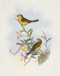 Svartkinnad babbler (Stachyris pyrrhops), Gravyr av John Gould