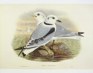 Svartbent kattunge (Rissa tridactyla), Gravyr av John Gould, William Hart, H C Richte