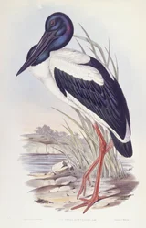 Svarthalsad stork (Ephippiorhynchus asiaticus), gravyr av John Gould