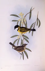 Svartstjärtad visslare (Pachycephala melanura), gravyr av John Gould