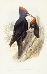 Spillkråka (Dryocopus martius), gravyr av John Gould
