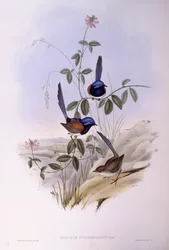 Blåbröst gräddgräs (Malurus pulcherrimus), Gravyr av John Gould