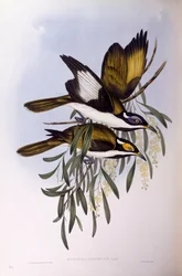 Honungsätare med blå ansikte (Entomyzon cyanotis), Gravyr av John Gould