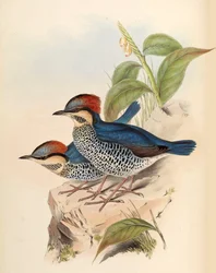 Blå Pitta Pitta cyanea Blyth