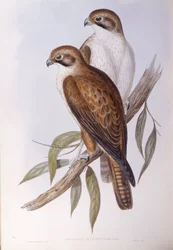 Brun falk (Falco berigora occidentalis), Gravyr av John Gould