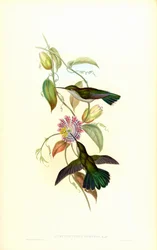 Campylopterus obscurus