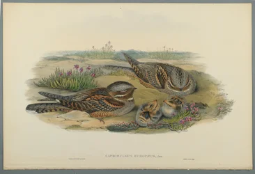 Caprimulgus Europaeus (färg litho på vävt papper)