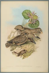 Caprimulgus Mahrattensis, Nightjar (färg litho på vävt papper)