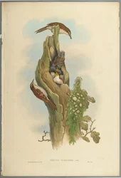 Certhia Familiaris - Tree Creeper (färg litho på vävt papper)