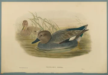 Chaulelasmus Strepera: Gadwell Ducks (färg litho på vävt papper)