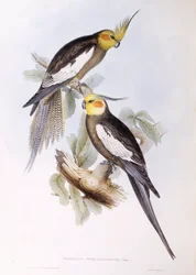 Nymfparakit (Nymphicus hollandicus), gravyr av John Gould