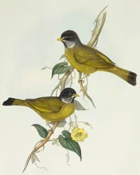 Halsnäbb (Spizixos semitorques), Gravyr av John Gould