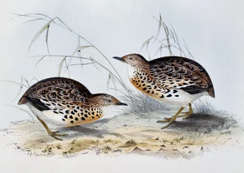 Common Buttonquail (Turnix sylvatica), gravyr från Birds of Europe, av John Gould (1804-1881)