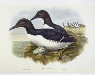 Common murre (Uria aalge), Gravyr av John Gould, William Hart, H C Richter