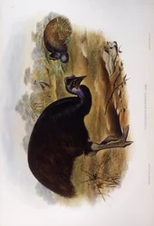 Dvärgkasuar (Casuarius bennetti), Gravyr av John Gould