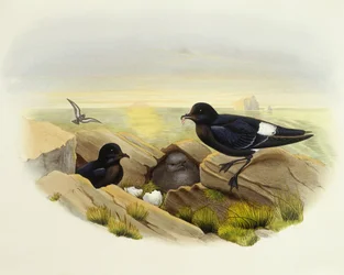 Europeisk stormsvala (Hydrobates pelagicus), Gravyr av John Gould