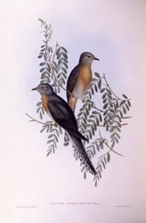 Solfjädergök (Cacomantis flabelliformis), Gravyr av John Gould