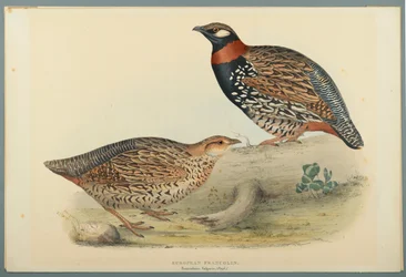 Francolinus Vulgaris (Briss): Europeisk Francolin (färg litho på vävt papper)